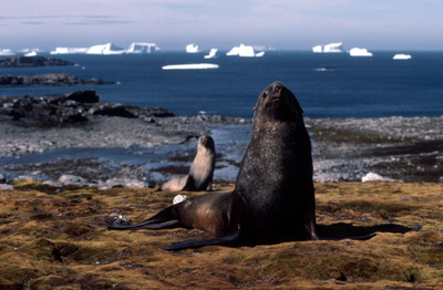 Fur Seal Group 9