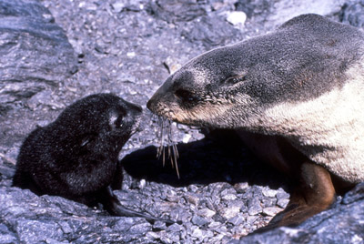 Fur Seal Mother-pup 
