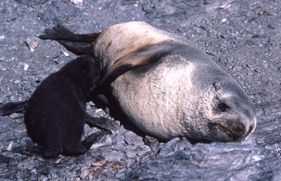 Fur Seal Mother-pup 1