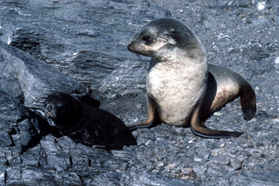 Fur Seal Mother-pup 11