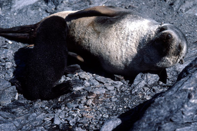 Fur Seal Mother-pup 2