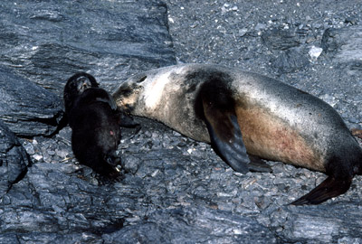 Fur Seal Mother-pup 4