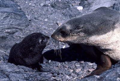 Fur Seal Mother-pup 5