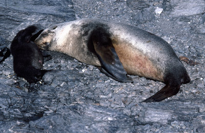 Fur Seal Mother-pup 6