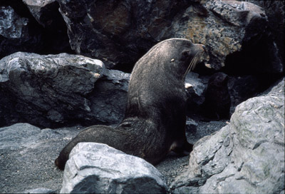 Fur Seal Mother-pup 8