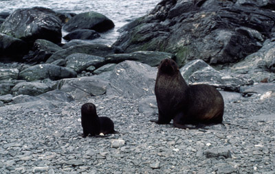 Fur Seal Mother-pup 9