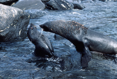 Fur Seal Play