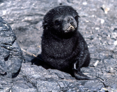 Fur Seal Pup 