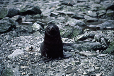 Fur Seal Pup 1