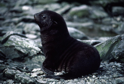 Fur Seal Pup 3