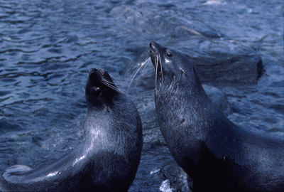 Fur Seal Seal-pair 1