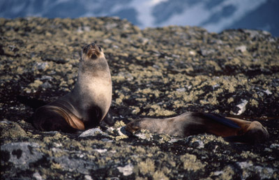Fur Seal Seal-pair 2