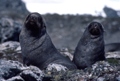 Fur Seal Seal-pair 3