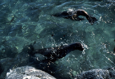 Fur Seal Seal-pair 5