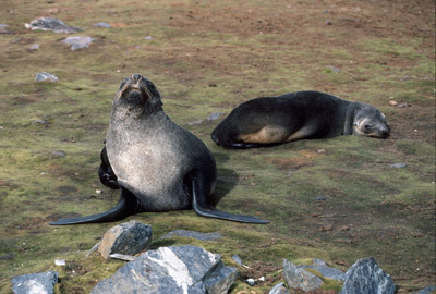 Fur Seal Seal-pair 6
