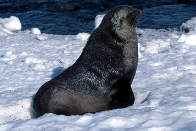 Fur Seal Solo 