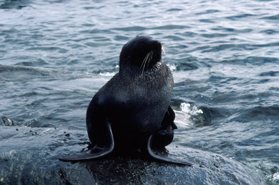 Fur Seal Solo 1