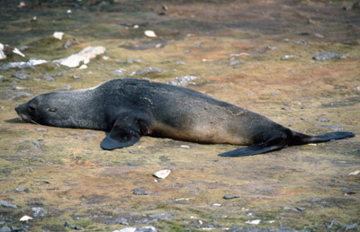 Fur Seal Solo 10