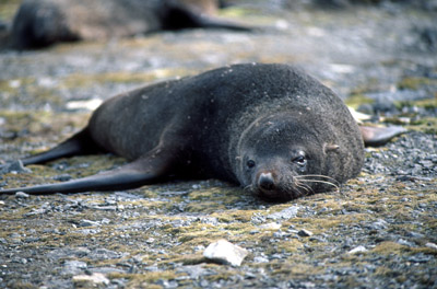 Fur Seal Solo 11