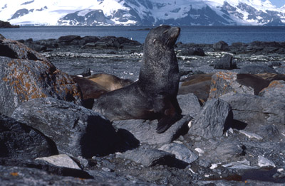 Fur Seal Solo 12