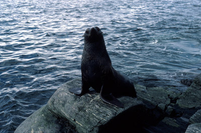 Fur Seal Solo 13