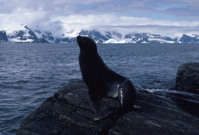 Fur Seal Solo 14