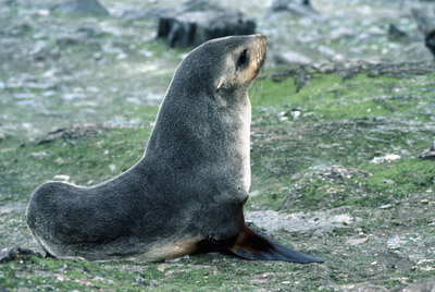Fur Seal Solo 15