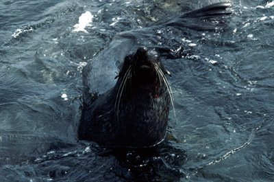 Fur Seal Solo 16