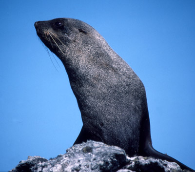 Fur Seal Solo 18