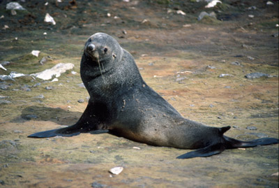 Fur Seal Solo 19
