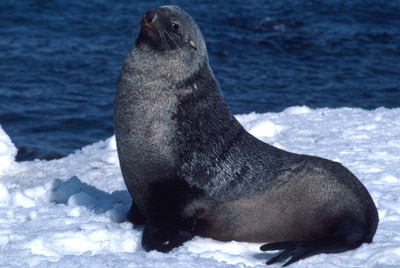 Fur Seal Solo 20
