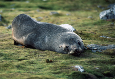 Fur Seal Solo 21