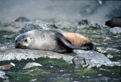 Fur Seal Solo 22