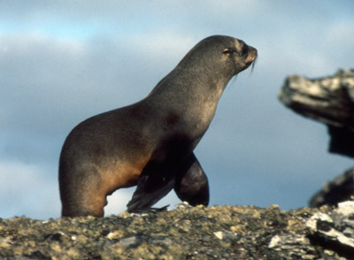 Fur Seal Solo 23