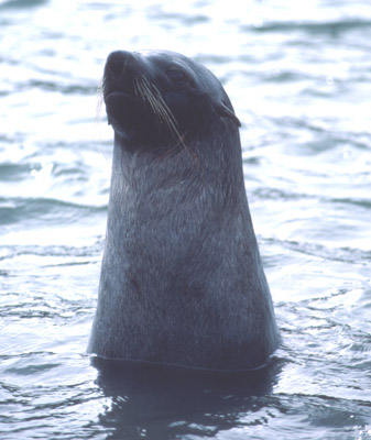 Fur Seal Solo 24