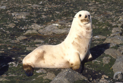 Fur Seal Solo 26