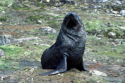 Fur Seal Solo 29