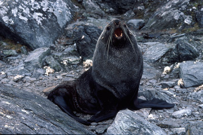 Fur Seal Solo 3