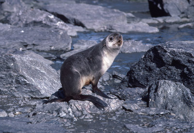 Fur Seal Solo 31