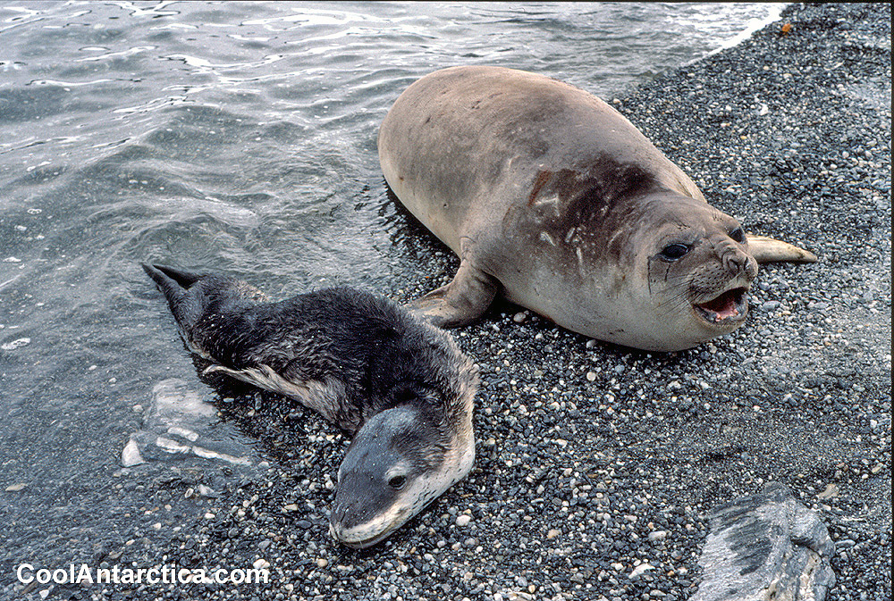 Thumbnails - Elephant and leopard seal - Free use pictures of Antarctica