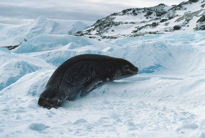 Leopard seal and ice berg 