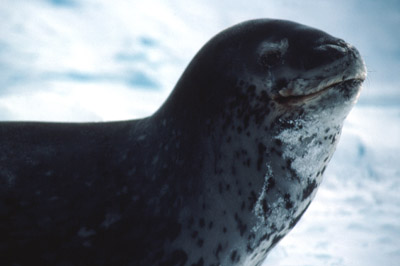 Leopard seal and ice berg 2