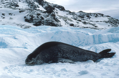 Leopard seal and ice berg 3