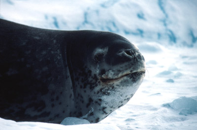 Leopard seal and ice berg 4
