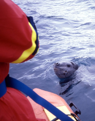 Leopard seal swim 2