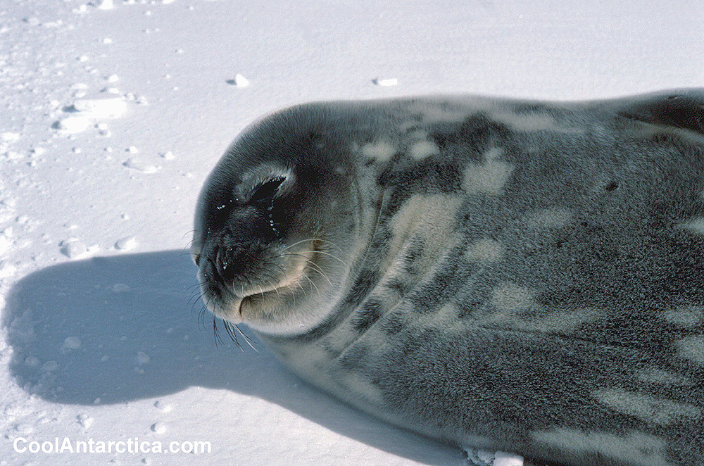 Thumbnails - Weddell Seal Adult 1 - Free use pictures of Antarctica