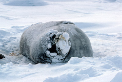 Weddell Seal Adult 2