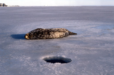 Weddell Seal Adult 4