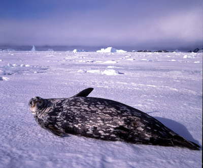 Weddell Seal Adult large