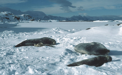 Weddell Seal Mother pup 1